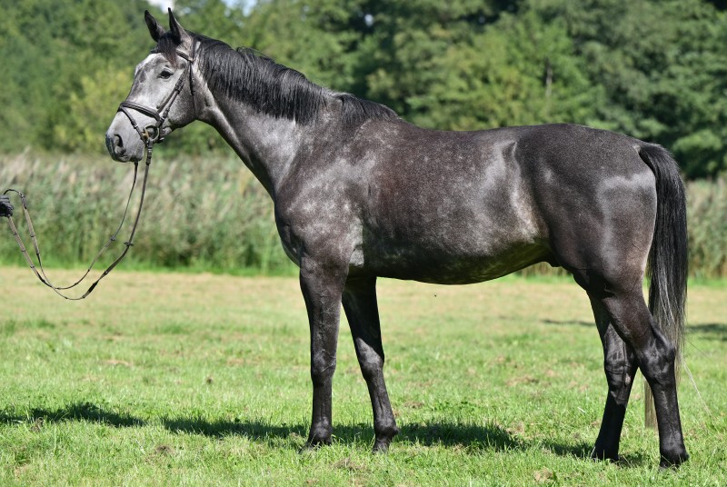 Constantin_946_4139_