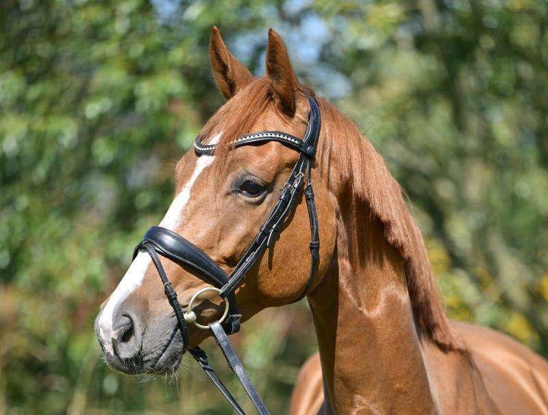 Conthargo_946_2828_qf